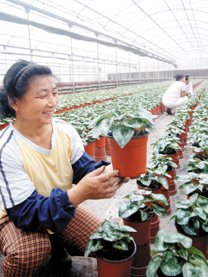 天津北辰區(qū)花卉種植基地加強管理 確保國慶期間蔬菜種植供應